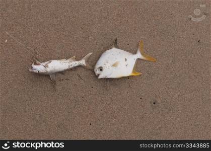 Dead fish lying by the beach due to environmental pollution