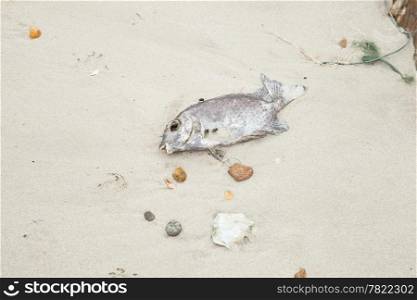 Dead fish on the beach, with flies swarming foul smell.