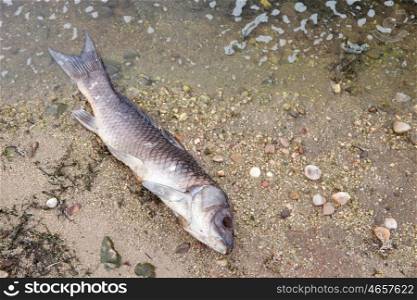 Dead fish on the shore of a lake