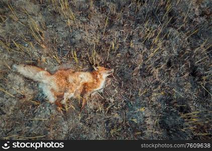 Dead fox due smoke intoxication, lay on the burned ground filled with ash. Wild fires causes the death of helpless animals. Illegal hunting and poaching in the forest, global warming effect on nature.
