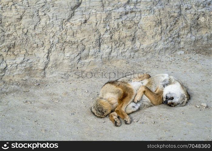 dead fox in badlands in western Kansas