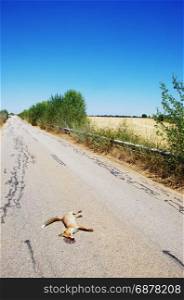 Dead fox killed on the roads at soth of Portugal