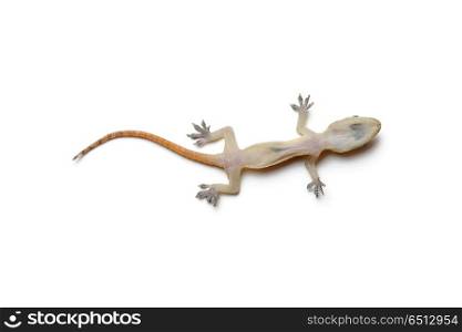 Dead gecko on white