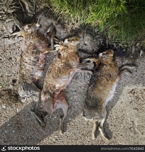 dead hares lie on ground at hunting party