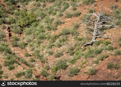 dead juniper tree at sandstone cliff - Red Mountain Open Space in northern Colorado near Fort Collins