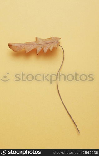 Dead leaf