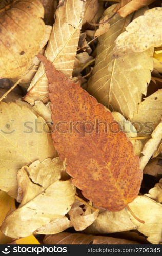 Dead leaves