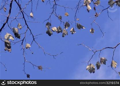 Dead Leaves Hanging On Branches