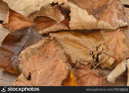 Dead leaves on a wooden table during autumn