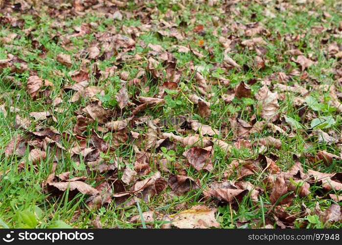 Dead leaves on the grass of a garden