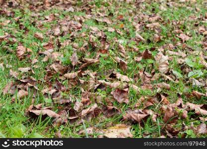 Dead leaves on the grass of a garden