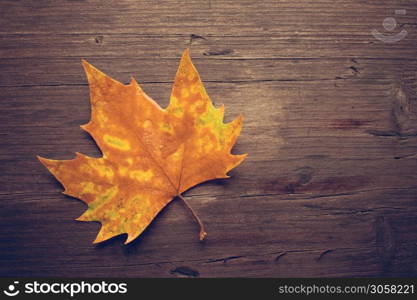 Dead leaves on wooden bench