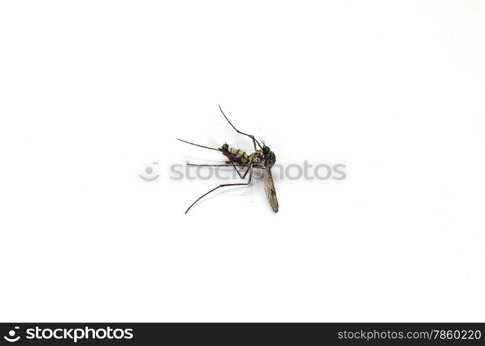 Dead mosquito lie-down on white background close up