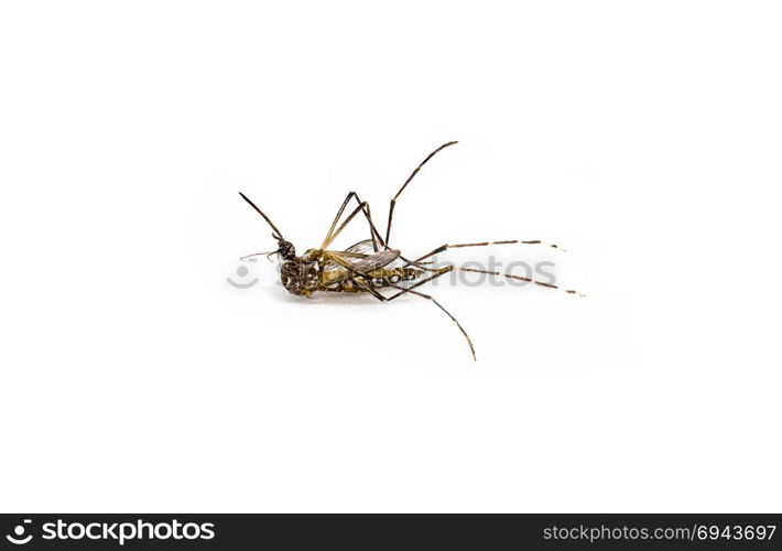 Dead mosquito on white background.