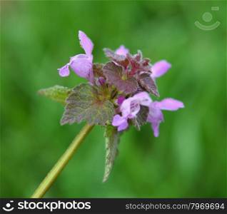 Dead nettle with pink petals