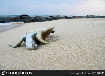 Dead ocean turtle on the beach