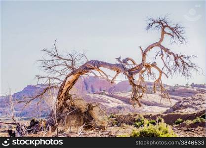dead old tree near monument valley arizona