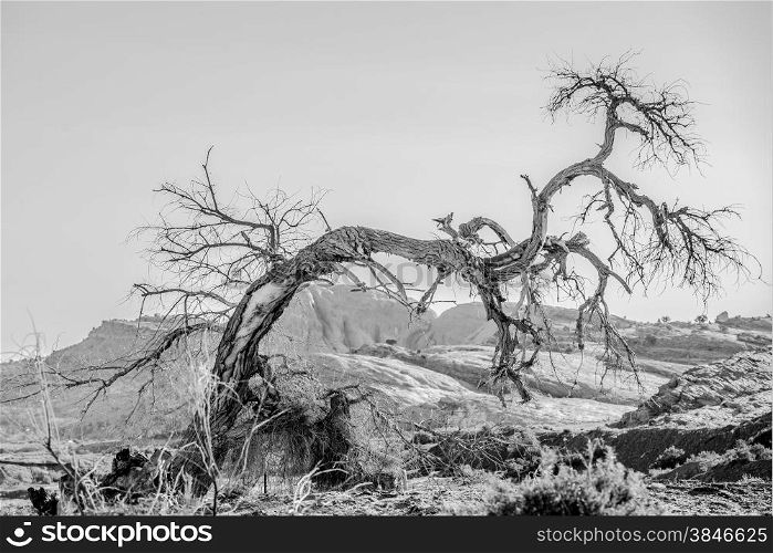dead old tree near monument valley arizona