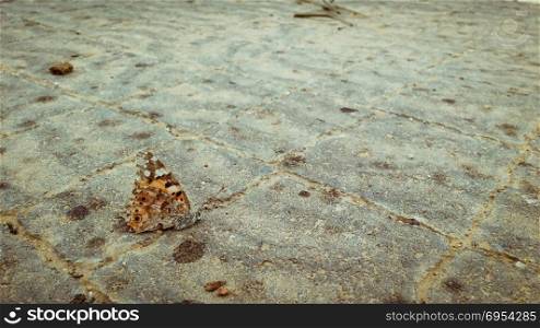 Dead orange butterfly on the pavement.