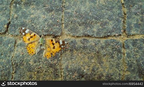Dead orange butterfly on the pavement.