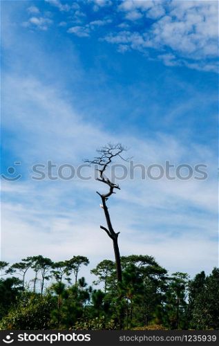 Dead pine tree silhouette under afternoon sun against blue sky at Phu Kradueng National park, Loei - Thailand