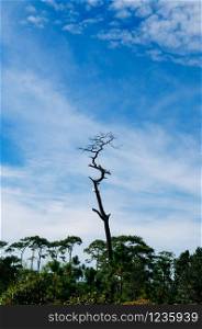 Dead pine tree silhouette under afternoon sun against blue sky at Phu Kradueng National park, Loei - Thailand