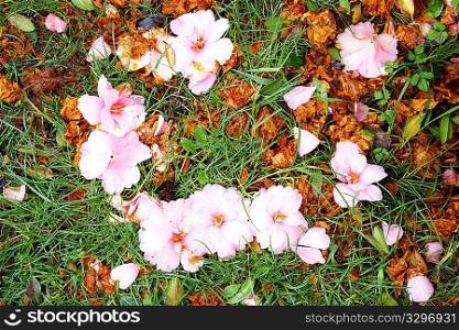 Dead pink Camellia flowers in the grass