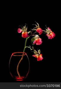 Dead roses in vase isolated on black background