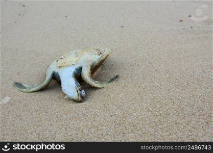 Dead sea turtle on a sand