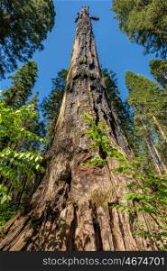 Dead sequoia tree in Calaveras Big Trees State Park. California, United States.