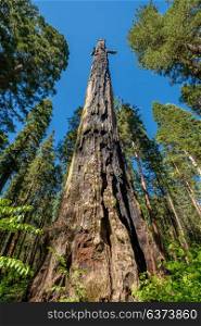 Dead sequoia tree in Calaveras Big Trees State Park. California, United States.