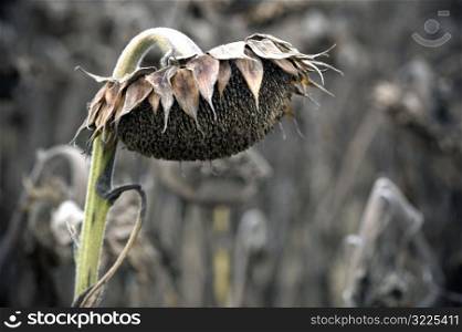 Dead Sunflower