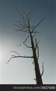 Dead tree against clear blue sky