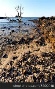 dead tree andilana beach seaweed in indian ocean madagascar sand isle sky and rock
