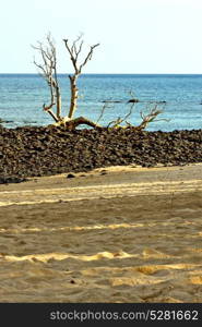 dead tree andilana beach seaweed in indian ocean madagascar sand isle sky and rock