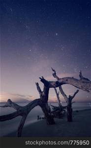 Dead tree at the Follu Island beach at night, South Carolina, USA