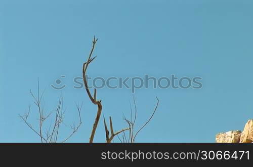 dead tree at the fortress of Masada ( ancient fortress at the south-western coast of the Dead Sea in Israel)