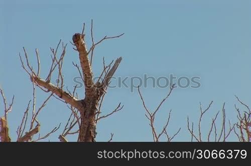 dead tree at the fortress of Masada(ancient fortress at the south-western coast of the Dead Sea in Israel)