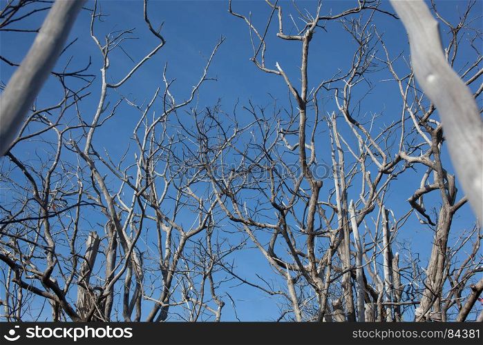 Dead tree branches in blue sky.