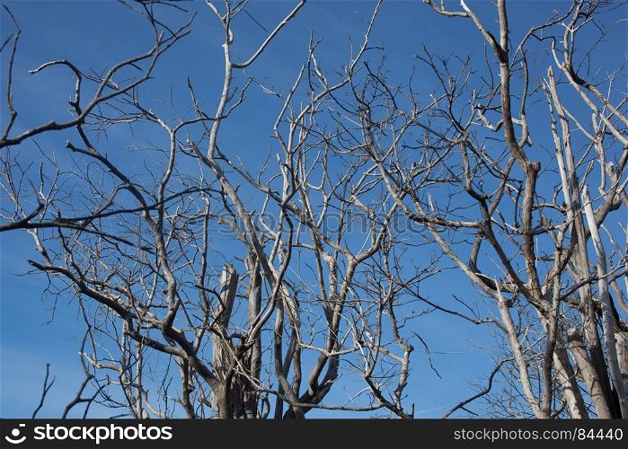 Dead tree branches in blue sky.