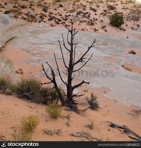 Dead tree in a desert, Utah, USA