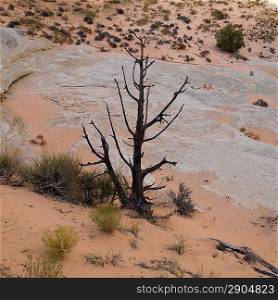 Dead tree in a desert, Utah, USA