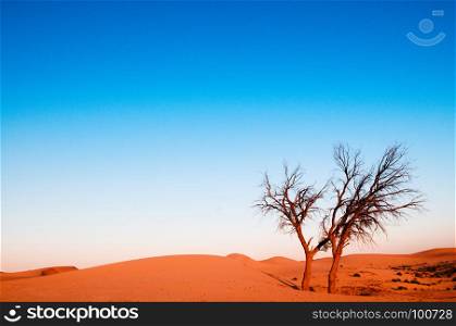 Dead tree in Al Wathba desert, Abu Dhabi.