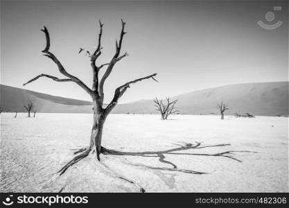 Dead tree in black and white in Sossusvlei desert in Nambia.