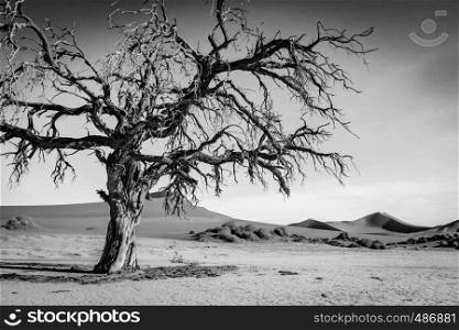 Dead tree in black and white in the Sossusvlei desert, Namibia.
