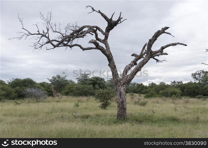 dead tree in nature reserve with giraffe in background south africa