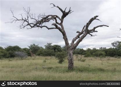 dead tree in nature reserve with giraffe in background south africa