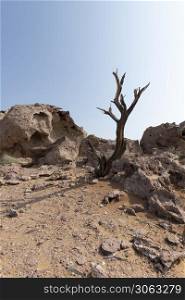 Dead Tree in the desert of Sharjah, Pink Rock, Sharjah, United Arab Emirates, UAE, Middle East, Arabian Peninsula. Dead Tree trunk in the desert, Pink Rock, Sharjah, UAE