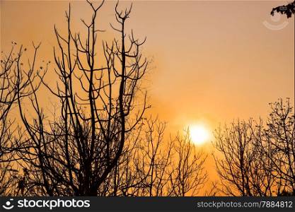 Dead tree in the sunset with a bright orange background