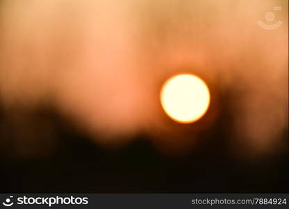 Dead tree in the sunset with a bright orange background